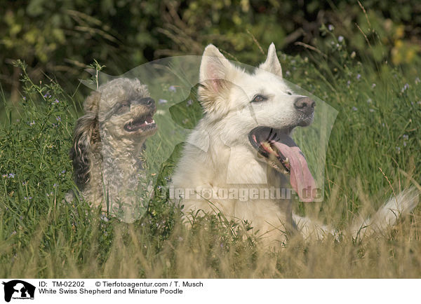 White Swiss Shepherd and Miniature Poodle / TM-02202