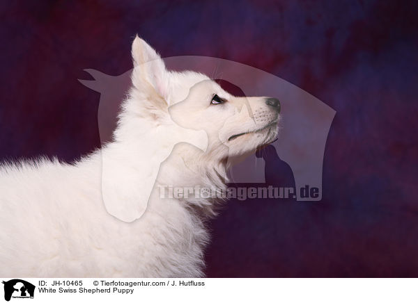 White Swiss Shepherd Puppy / JH-10465