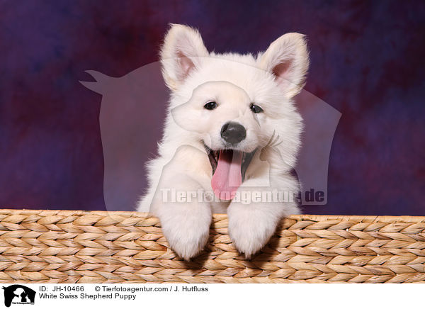 White Swiss Shepherd Puppy / JH-10466