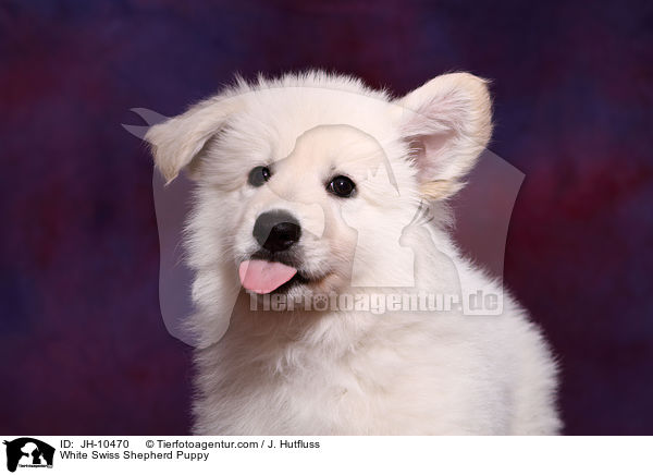 White Swiss Shepherd Puppy / JH-10470