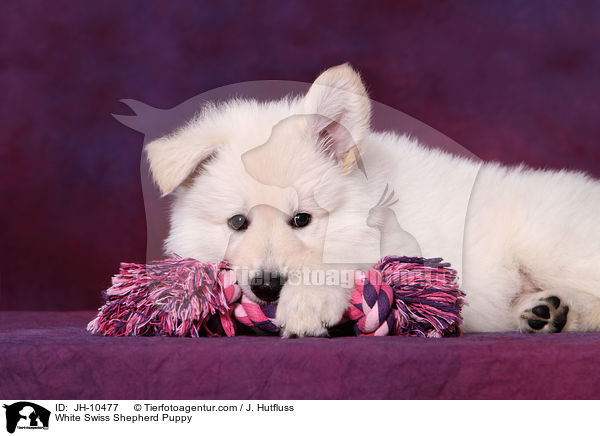 White Swiss Shepherd Puppy / JH-10477