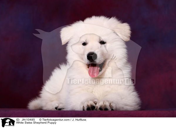 White Swiss Shepherd Puppy / JH-10485