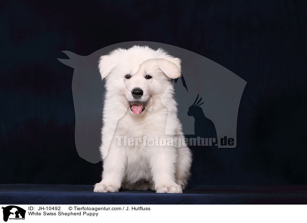 White Swiss Shepherd Puppy / JH-10492