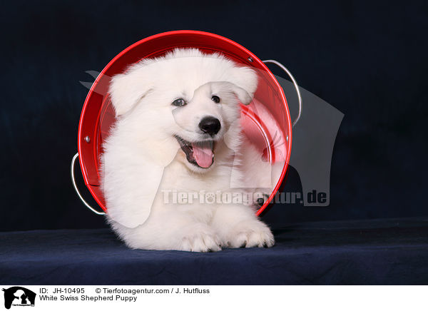 Weier Schweizer Schferhund Welpe / White Swiss Shepherd Puppy / JH-10495