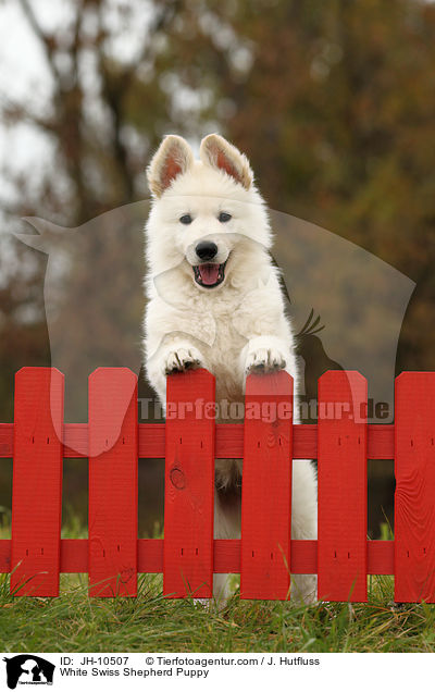 Weier Schweizer Schferhund Welpe / White Swiss Shepherd Puppy / JH-10507