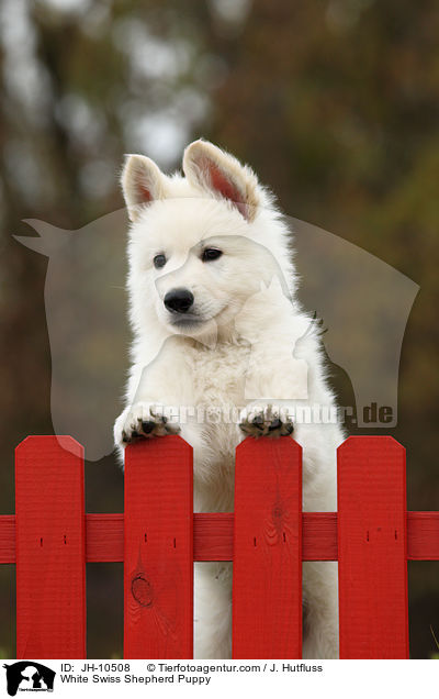 White Swiss Shepherd Puppy / JH-10508