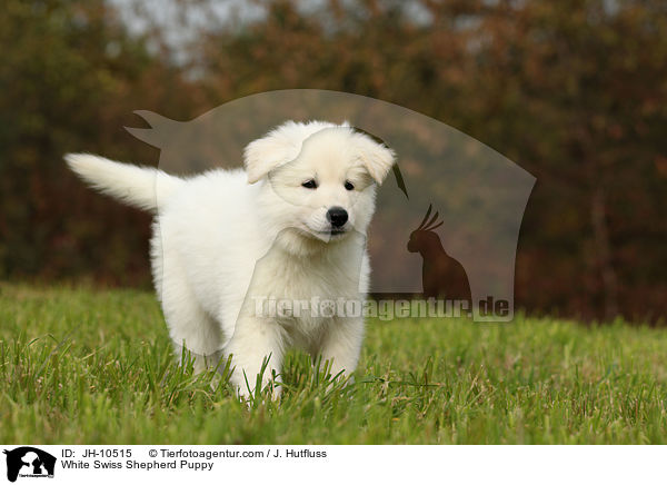 White Swiss Shepherd Puppy / JH-10515