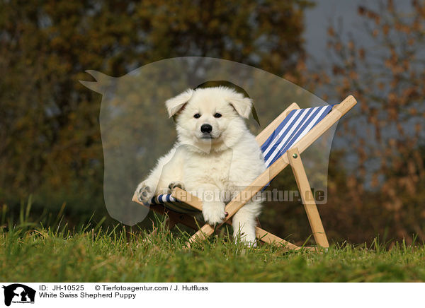 White Swiss Shepherd Puppy / JH-10525