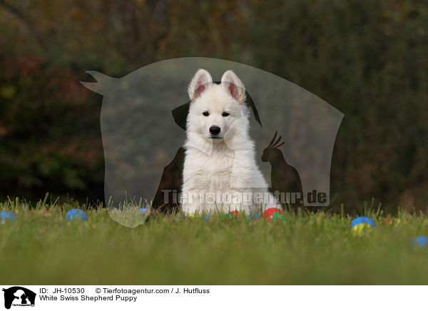 White Swiss Shepherd Puppy / JH-10530