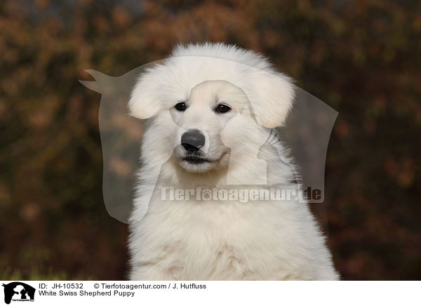 White Swiss Shepherd Puppy / JH-10532