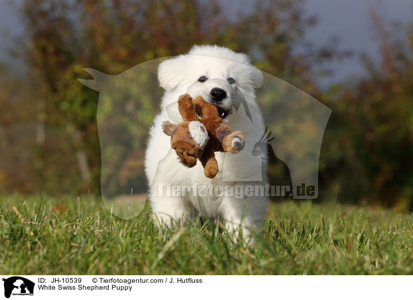 Weier Schweizer Schferhund Welpe / White Swiss Shepherd Puppy / JH-10539