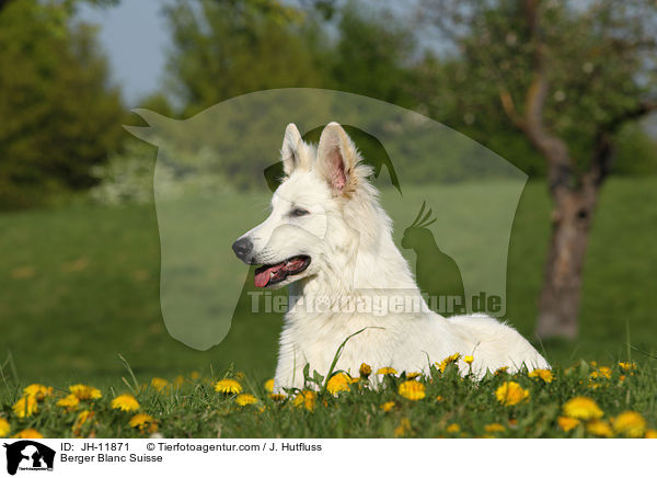 Berger Blanc Suisse / JH-11871