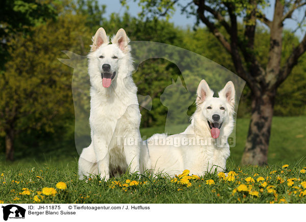 Berger Blanc Suisse / JH-11875