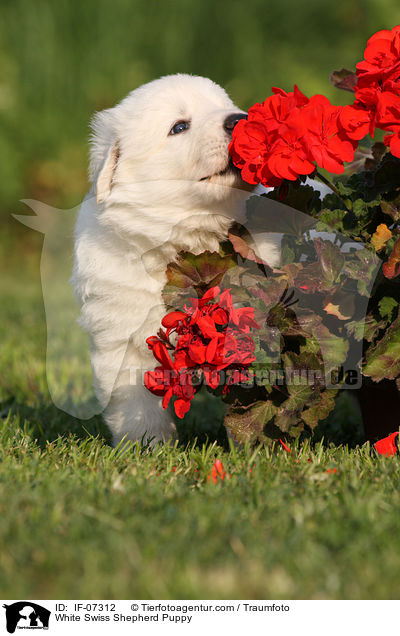 Weier Schweizer Schferhund Welpe / White Swiss Shepherd Puppy / IF-07312