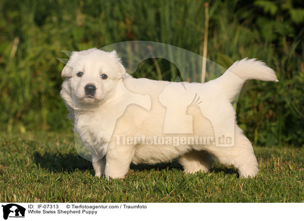 Weier Schweizer Schferhund Welpe / White Swiss Shepherd Puppy / IF-07313