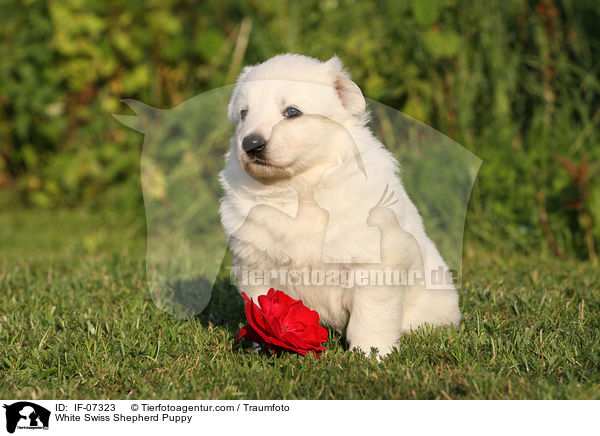 White Swiss Shepherd Puppy / IF-07323