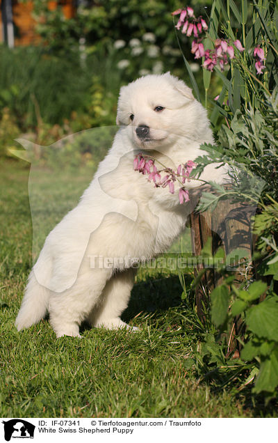 White Swiss Shepherd Puppy / IF-07341