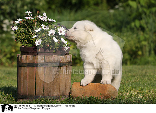 Weier Schweizer Schferhund Welpe / White Swiss Shepherd Puppy / IF-07351