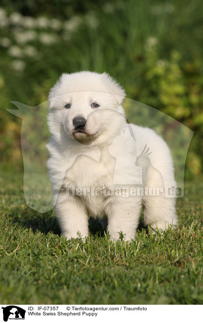 White Swiss Shepherd Puppy / IF-07357