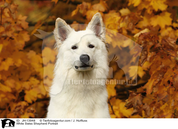 Weier Schweizer Schferhund Portrait / White Swiss Shepherd Portrait / JH-13948