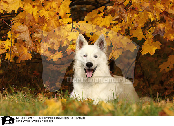 liegender Weier Schweizer Schferhund / lying White Swiss Shepherd / JH-13954
