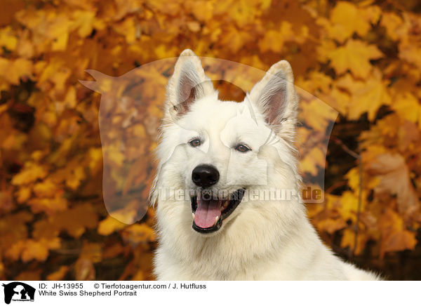Weier Schweizer Schferhund Portrait / White Swiss Shepherd Portrait / JH-13955