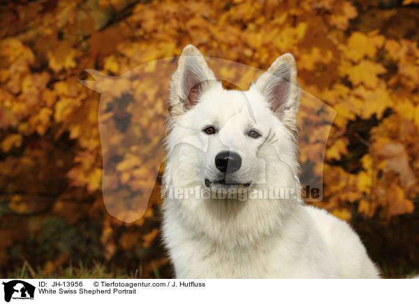Weier Schweizer Schferhund Portrait / White Swiss Shepherd Portrait / JH-13956