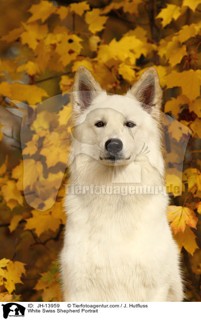 Weier Schweizer Schferhund Portrait / White Swiss Shepherd Portrait / JH-13959
