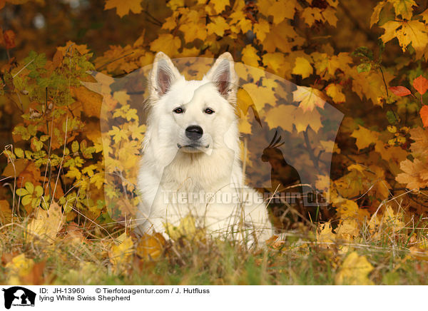 lying White Swiss Shepherd / JH-13960