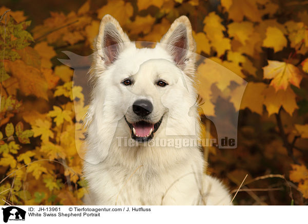 Weier Schweizer Schferhund Portrait / White Swiss Shepherd Portrait / JH-13961
