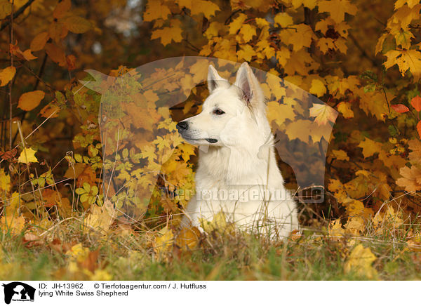 liegender Weier Schweizer Schferhund / lying White Swiss Shepherd / JH-13962