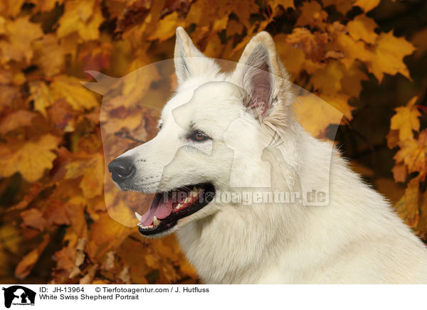 Weier Schweizer Schferhund Portrait / White Swiss Shepherd Portrait / JH-13964