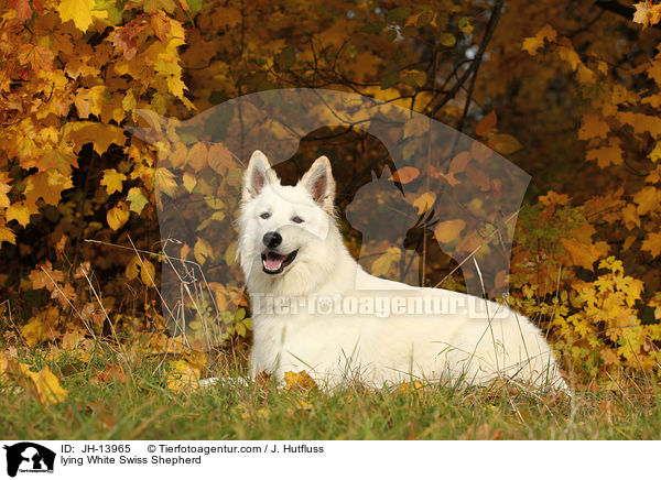 liegender Weier Schweizer Schferhund / lying White Swiss Shepherd / JH-13965