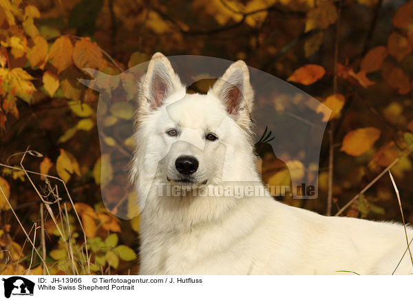 White Swiss Shepherd Portrait / JH-13966