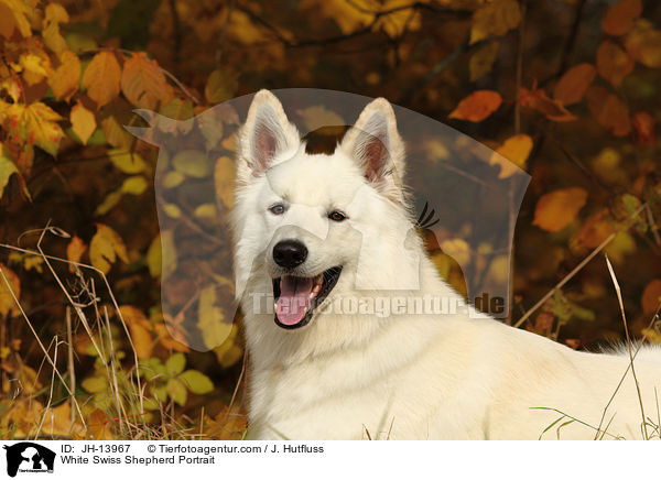 Weier Schweizer Schferhund Portrait / White Swiss Shepherd Portrait / JH-13967