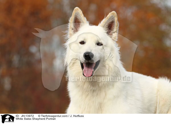 Weier Schweizer Schferhund Portrait / White Swiss Shepherd Portrait / JH-13972