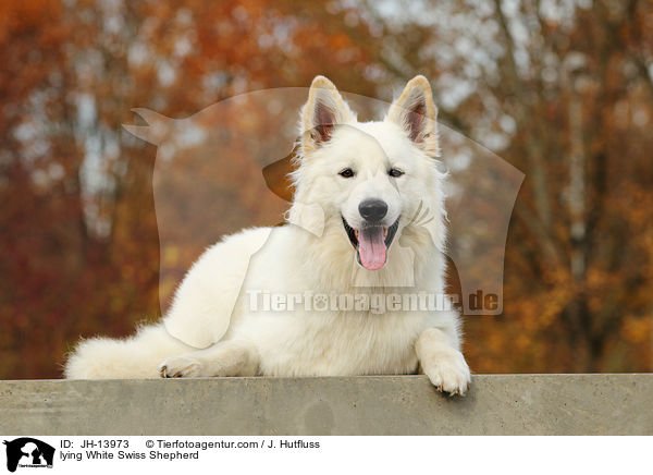 liegender Weier Schweizer Schferhund / lying White Swiss Shepherd / JH-13973