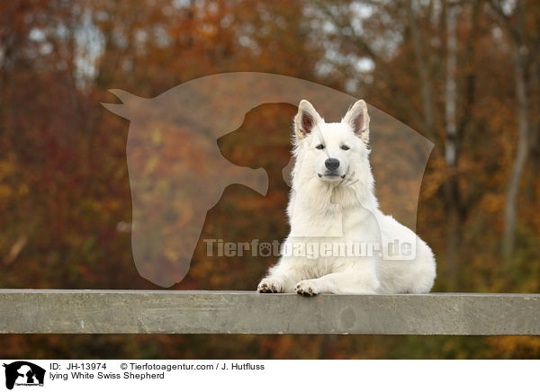 liegender Weier Schweizer Schferhund / lying White Swiss Shepherd / JH-13974