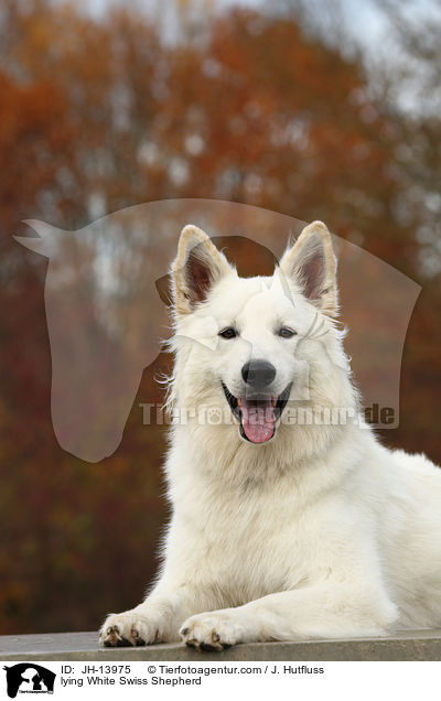 liegender Weier Schweizer Schferhund / lying White Swiss Shepherd / JH-13975