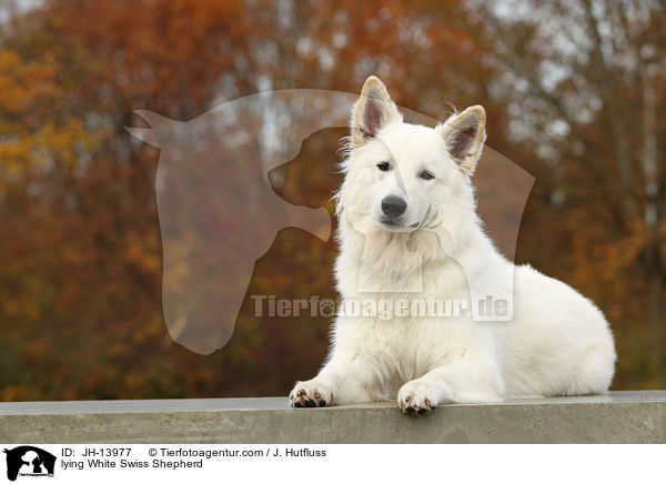 liegender Weier Schweizer Schferhund / lying White Swiss Shepherd / JH-13977
