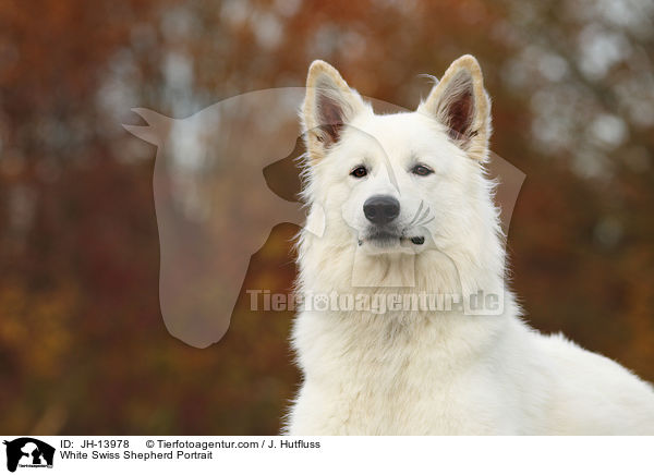 Weier Schweizer Schferhund Portrait / White Swiss Shepherd Portrait / JH-13978