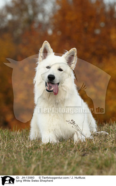 liegender Weier Schweizer Schferhund / lying White Swiss Shepherd / JH-13980