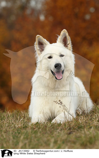 liegender Weier Schweizer Schferhund / lying White Swiss Shepherd / JH-13982
