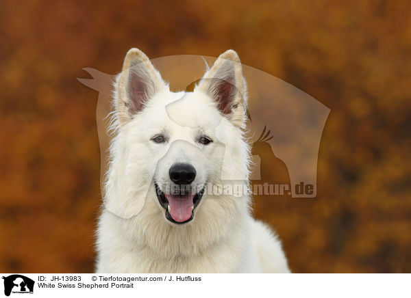 Weier Schweizer Schferhund Portrait / White Swiss Shepherd Portrait / JH-13983