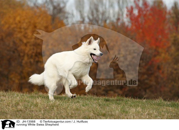 rennender Weier Schweizer Schferhund / running White Swiss Shepherd / JH-13988