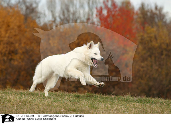rennender Weier Schweizer Schferhund / running White Swiss Shepherd / JH-13989