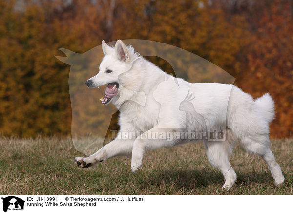 rennender Weier Schweizer Schferhund / running White Swiss Shepherd / JH-13991