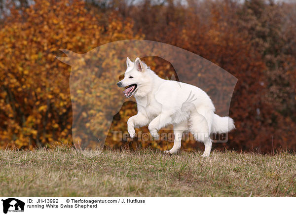 rennender Weier Schweizer Schferhund / running White Swiss Shepherd / JH-13992