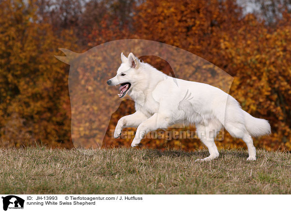 rennender Weier Schweizer Schferhund / running White Swiss Shepherd / JH-13993