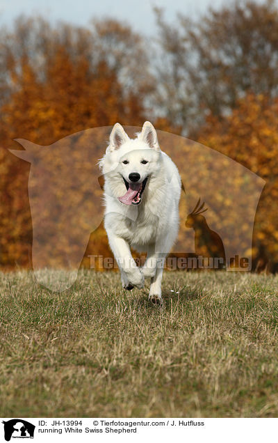 rennender Weier Schweizer Schferhund / running White Swiss Shepherd / JH-13994